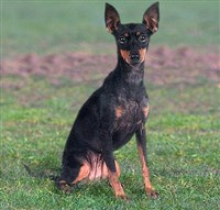 АНГЛИЙСКИЙ ТОЙ-ТЕРЬЕР