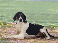 АНГЛИЙСКИЙ ФОКСХАУНД