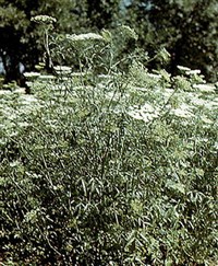 АНИС ОБЫКНОВЕННЫЙ