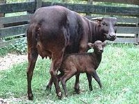 АНОА (карликовый буйвол)