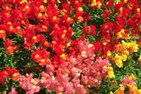 АНТИРРИНУМ