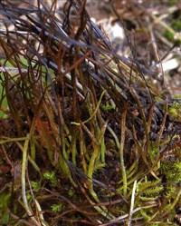 АНТОЦЕРОТОВЫЕ МХИ (Антоцерос)