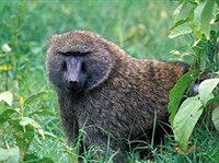 АНУБИС (обезьяна)