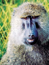 АНУБИС (павиан)