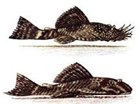 АНЦИСТРУС МУЛЬТИСПИННИС (рисунок)