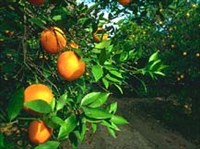 АПЕЛЬСИНОВОЕ ДЕРЕВО