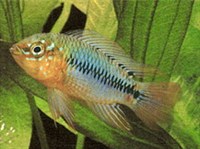 АПИСТОГРАММА БОРЕЛЛА