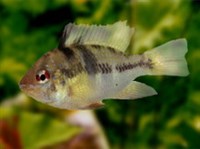 АПИСТОГРАММА-БАБОЧКА