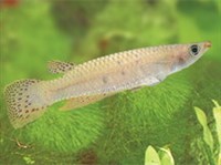 АПЛОХЕЙЛЮС ДЕЯ