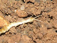 АПТЕРИГОТЫ (Первичнобескрылое насекомое)