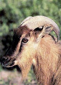 АРАВИЙСКИЙ ТАР