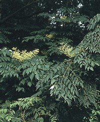 АРАЛИЯ МАНЬЧЖУРСКАЯ