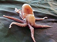 АРГОНАВТЫ (род головоногих моллюсков)