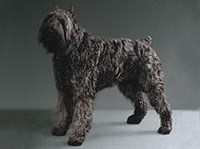 АРДЕННСКИЙ БУВЬЕ