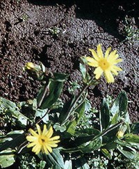 АРНика ГОРНАЯ