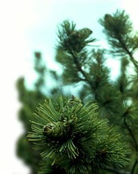 АРОМАТЕРАПИЯ