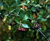 АРОНИЯ (черноплодная)