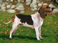 АРТУАЗСКАЯ ГОНЧАЯ