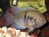 АРХОЦЕНТРУС СЭДЖИКА