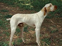 АРЬЕЖСКИЙ БРАКК