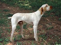 АРЬЕЖСКИЙ БРАКК 1