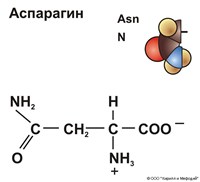 АСПАРАГИН