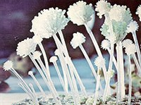 АСПЕРГИЛЛ (Аспергилл)