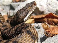 АСПИСОВАЯ ГАДЮКА