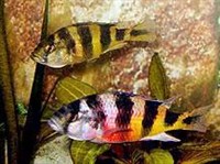 АСТАТОТИЛЯПИИ (Astatotilapia latifasciata)