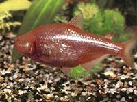 АСТИАНАКСЫ