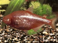 АСТИАНАКС ПОЛОСАТЫЙ