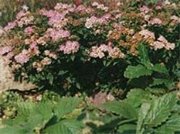 АСТИЛЬБЕ декоративный