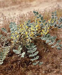 АСТРАГАЛ ШЕРСТИСТОЦВЕТКОВЫЙ