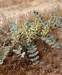 АСТРАГАЛ шерстистоцветковый (2)