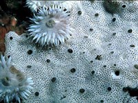 АСЦИДИИ (Асцидия, Lissoclinum perforatum)