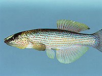 АТЕРИНОИДНЫЕ РЫБЫ (Северный фундулюс)