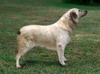 АТЛАССКАЯ ОВЧАРКА