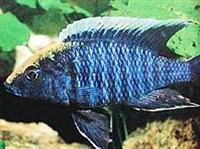 АУЛОНОКАРА МАЙЛАНДА (Aulonocara maylandi)