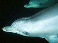 АФАЛИНА (голова)