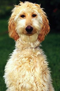 АФГАНСКАЯ БОРЗАЯ (щенок)