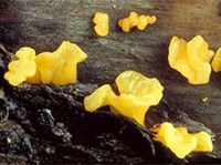 АФИЛЛОФОРОВЫЕ