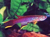 АФИОСЕМИОН АЛЯ (разновидность)