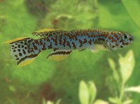 АФИОСЕМИОН ГАРДНЕРА