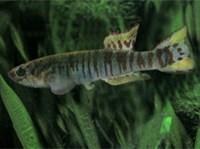 АФИОСЕМИОН УОЛКЕРА