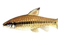 АФРИКАНСКИЙ БАРБУС