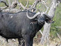 АФРИКАНСКИЙ БУЙВОЛ