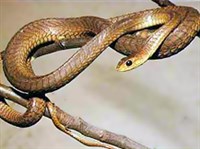 АФРИКАНСКИЙ БУМСЛАНГ