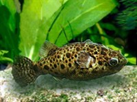 АФРИКАНСКИЙ ЛЕОПАРДОВЫЙ ТЕТРАОДОН