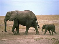 АФРИКАНСКИЙ СЛОН
