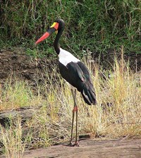 АФРИКАНСКИЙ ЯБИРУ